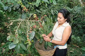 Cafemam Coffeeharvesting