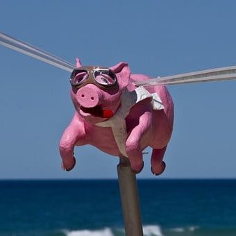 Flying Pig